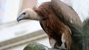 VULTUR PLEȘUV cu plăcuță de identificare din Bulgaria, CĂZUT într-o ogradă din Constanţa!