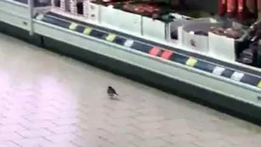 După şoareci, o VRABIE a ieşit la cumpărături în Kaufland (VIDEO)