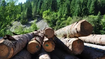 Grupul Schweighofer anunță că își vinde pădurile din România