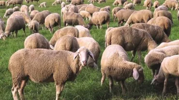 Timiș: Mai multe animale sălbatice au ucis peste 300 de ovine