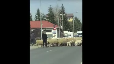Gigi Becali a blocat circulația în Pipera! Și-a scos oile la păscut! (VIDEO)