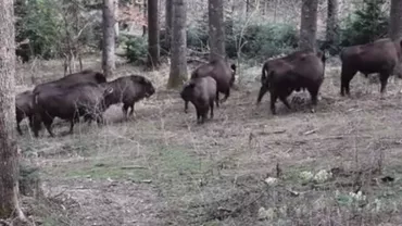 Imagini INCREDIBILE! Turmă de 14 zimbri, filmată în Parcul Natural Vânători Neamţ (VIDEO)