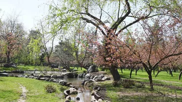 Primăria Capitalei: Se redeschide Grădina Japoneză din Parcul Regele Mihai I (FOTO)