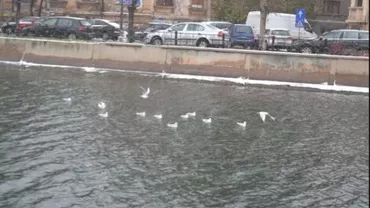 Oraşul care a pus gând rău PESCĂRUŞILOR: Edilii vor să administreze ANTICONCEPŢIONALE păsărilor!