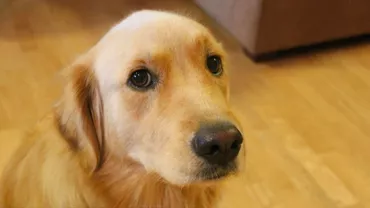 CAZ SFÂȘIETOR: Un câine își așteaptă de patru luni stăpânul care a murit în spital