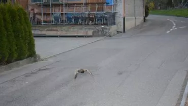 INCREDIBIL! O RAȚĂ SĂLBATICĂ a depășit limita de viteză în Elveția! Ar fi primit o AMENDĂ uriașă dacă ar fi fost om