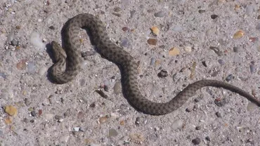 Argeș: Un adolescent a fost mușcat de viperă în zona Transfăgărășan