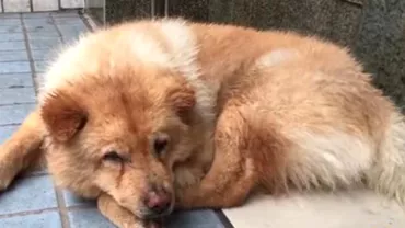Un câine își așteaptă zilnic stăpânul în stația de metrou (VIDEO)