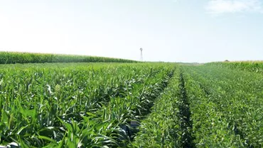 Cum au reușit agricultorii români să-și tripleze producția în doi ani: Metoda este împumutată din Occident 