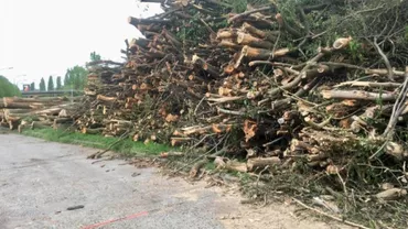 Belgia: Autoritățile taie copaci ca sa nu aibă refugiații unde să se ascundă