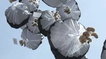 Suedia: Belarus numeşte un ambasador, la șase ani după incidentul ursulețiilor de pluș (FOTO)