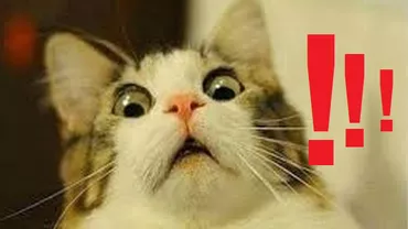 MIAUăleu! A divorţat de soţie pentru că avea 7 PISICI! S-a recăsătorit cu ea după 30 de ani, deși acum are 40 de feline (FOTO)