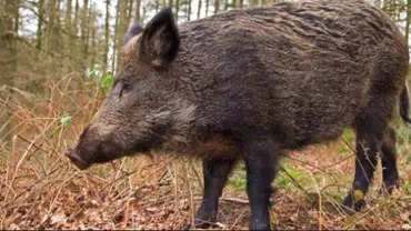 Alertă în Satu Mare: Virusul pestei porcine africane, descoperit la un porc mistreţ găsit mort (VIDEO)