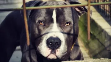 CUTREMURĂTOR! Copil de 8 luni UCIS de un câine pitbull