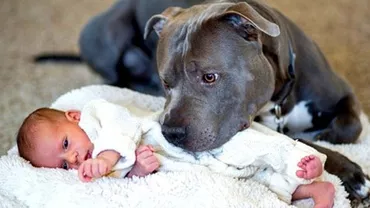 ULUITOR! Un BEBELUȘ a fost salvat de un PITBULL din casa cuprinsă de flăcări (VIDEO)