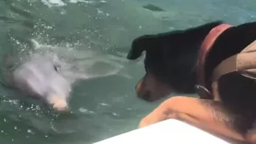 VIRALUL ZILEI! Prietenie deosebită între un câine și un delfin! Momentul ADORABIL când se întâlnesc în largul mării (VIDEO)