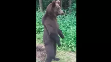 Drumarii care deszăpezesc Transfăgărășanul fac o treabă excelentă sub coordonarea ursului van Damme (VIDEO)