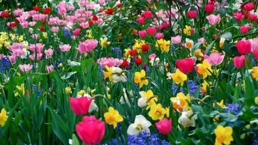 Dorei în uniformă. Doi timișoreni, amendați de Poliția Locală pentru că au plantat flori