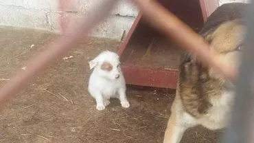 FOTO / Lagăr de exterminare la Câmpina. Căţeii, lăsaţi să moară de foame şi de boli