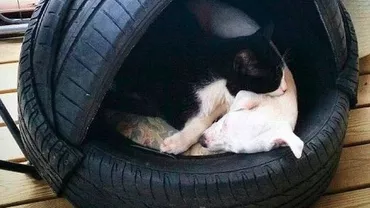 Galați: Animale ucise cu o substanţă interzisă de zece ani în România. Localnicii sunt ŞOCAŢI: ”A fost un masacru”