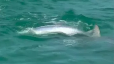 IMAGINI SPECTACULOASE cu un rechin-ciocan SFÂŞIIND un peşte argintiu (FOTO, VIDEO)