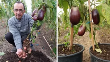 O nouă reuşită românească: Un legumicultor din Neamţ a obşinut planta care face şi cartofi, dar şi vinete (FOTO)