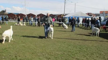 SUA: A fost ales cel mai URÂT câine din lume! Cum arată buldogul englezesc care a câștigat competiția (VIDEO)