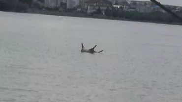 REVOLTĂTOR! În plină EPIDEMIE de pestă porcină, cadavrele porcilor plutesc pe DUNĂRE (FOTO)