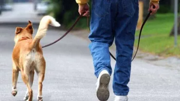 Și-a scos câinele la plimbare, dar animalul A MURIT imediat. Ce SFĂTUIESC veterinarii