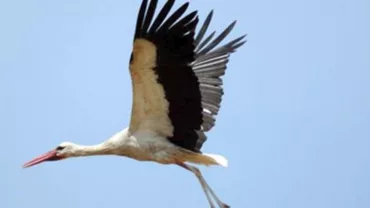 O organizaţie de protecţie a mediului din Europa a ajuns să plătească o factură de peste 2.200 de euro, după ce o barză pe care o urmărea a fost prinsă de hoţi în Africa. Cum a fost posibil...