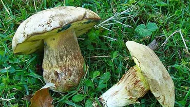 Orăștie: O familie întreagă a fost intoxicată cu ciuperci otrăvitoare. Un bărbat a murit 