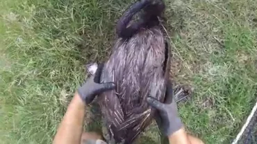 Prahova: Cinci lebede, scoase dintr-o baltă de decantare de lângă Ploiești. Două dintre ele au murit după ce au înghițit combustibil (VIDEO)