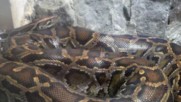 PANICĂ în Polonia! Un piton de aproape 6 metri, în libertate. Autoritățile sunt ÎN ALERTĂ