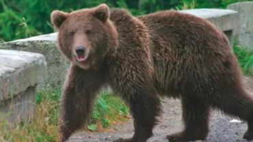 Un bărbat a fost ATACAT de urs în centrul unui oraș din România