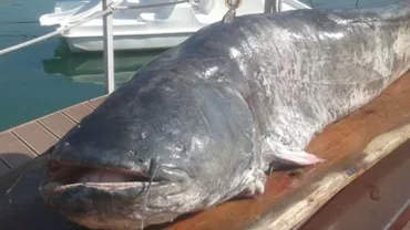 Cei mai mari pești capturați în România: Recordul, deţinut de un „monstru“ care cântărea 900 de kilograme