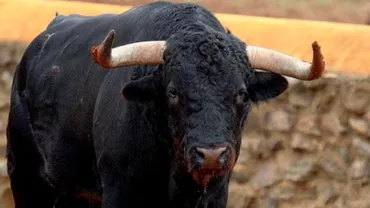 Sfârşit HALUCINANT! Un bărbat din Bacău a murit după ce a fost împuns de un taur în spatele unui SUPERMARKET