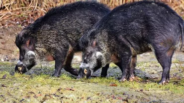 Bulgarii vor GARD la graniţa cu România, de frica PESTEI PORCINE AFRICANE!
