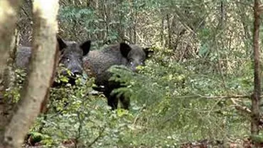 Alertă de PESTA PORCINĂ: Nou focar depistat la porci mistreți de pe un fond de vânătoare din județul Sălaj
