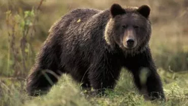 Alertă la Băile Tușnad: Doi tineri au fost atacați de un urs. Care este starea victimelor (VIDEO)