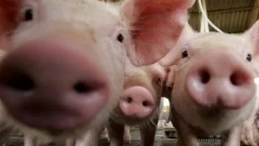 COŞMAR fără sfârşit, în plin război cu PESTA PORCINĂ! Un caz de antrax la porc a fost confirmat în ROMÂNIA! Detalii de ULTIM MOMENT