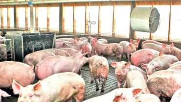 Criza pestei porcine: Autoritățile abia acum licitează serviciile de prevenire şi eradicare a bolilor la animale