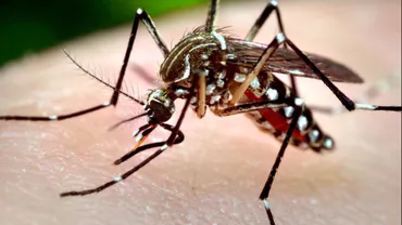 Bărbat diagnosticat cu West Nile, în STARE CRITICĂ, în Covasna