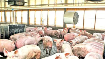 Pesta porcină africană se EXTINDE. A ajuns și în județul Ilfov