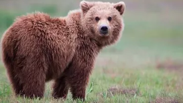 Super-măsura luată de autorități după ce în weekend doi urși au fost loviți mortal de mașini: Punem indicatoare cu ”Atenție, animale!”