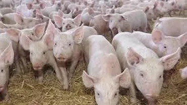 Harta zonelor afectate de pestă porcină africană: Virusul a fost depistat în 30 de județe (FOTO)