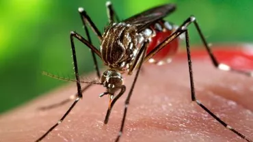 Virusul West Nile face o nouă victimă: Un bărbat din Iaşi a încetat din viaţă la Spitalul de Boli Infecţioase
