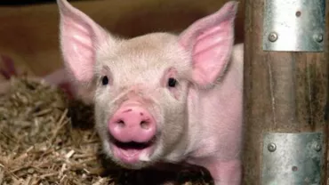 Afaceri murdare în plină criză de pestă porcină: Au apărut falşii veterinari care ridică porci ''bolnavi''