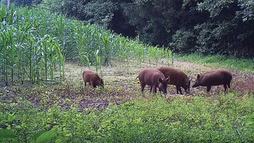 Mistreţii au făcut prăpăd printre culturile agricole. Fermierii dau în judeactă Ministerul Mediului