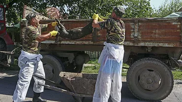 Focar de pestă porcină! Daea: Sunt 1.600 de dosare depuse momentan. Valoarea despăgubirilor totale se ridică la peste 5 MILIOANE DE LEI