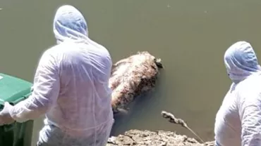 REVOLTĂTOR!  Porci morţi surprinşi pe râul Mureş în plină EPIDEMIE DE PESTĂ PORCINĂ (FOTO)